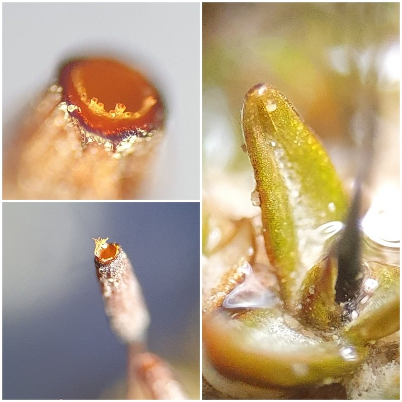 Rigid Aloina Moss