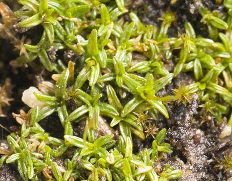 Rigid Aloina Moss photo 2