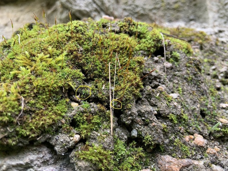 Rigid Aloina Moss photo 3