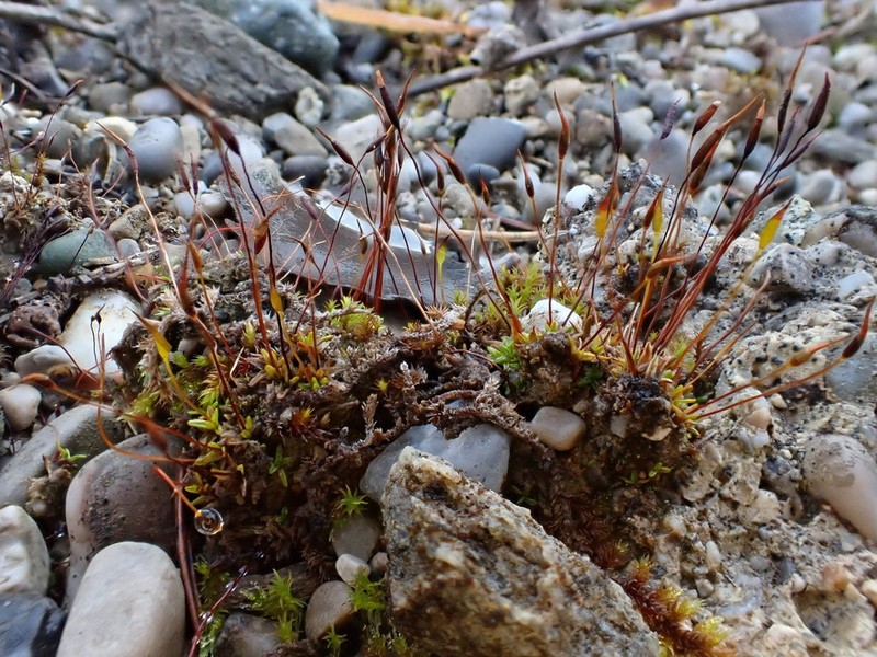 Rigid Aloina Moss photo 4