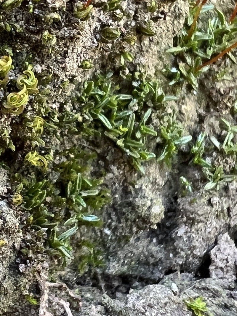 Rigid Aloina Moss photo 5