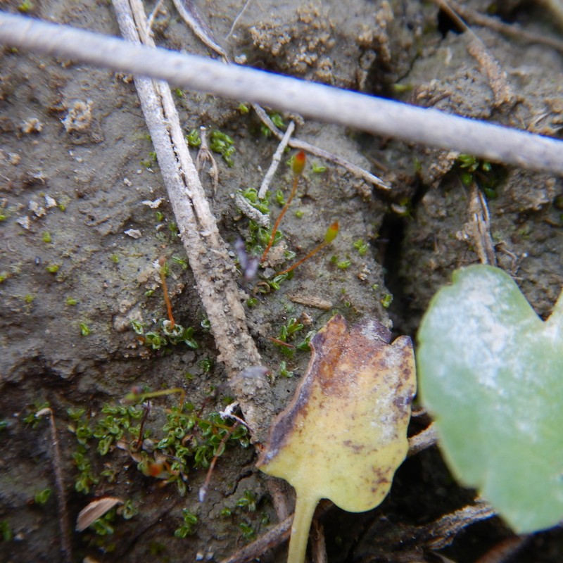 Rigid Aloina Moss photo 6