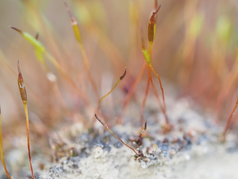 Rigid Aloina Moss photo 7