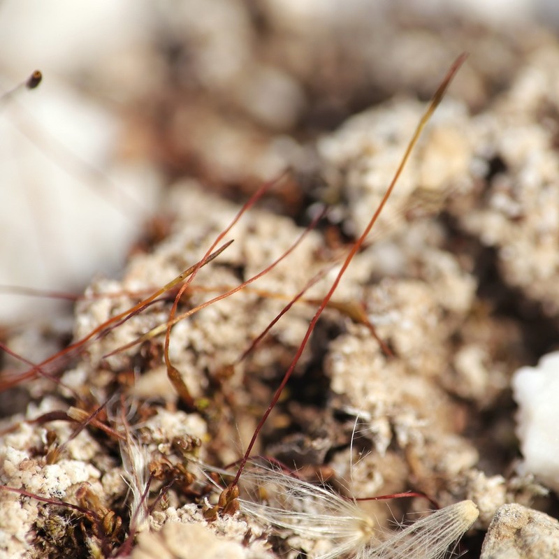 Rigid Aloina Moss photo 8
