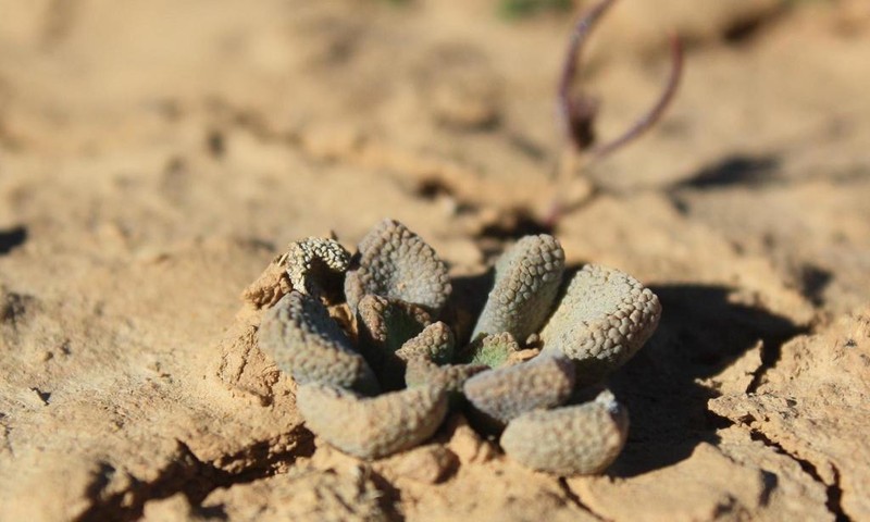 Aloinopsis acuta photo 2
