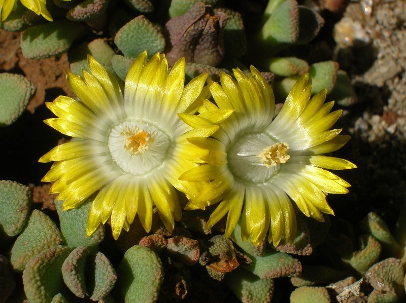 Aloinopsis acuta photo 3