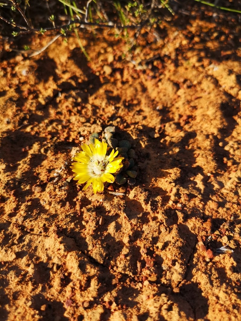 Aloinopsis acuta photo 4