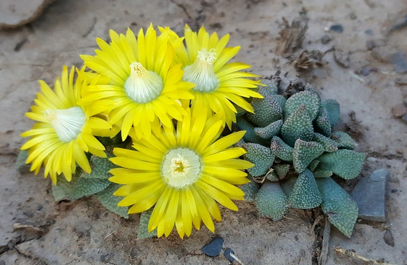 Aloinopsis acuta photo 5