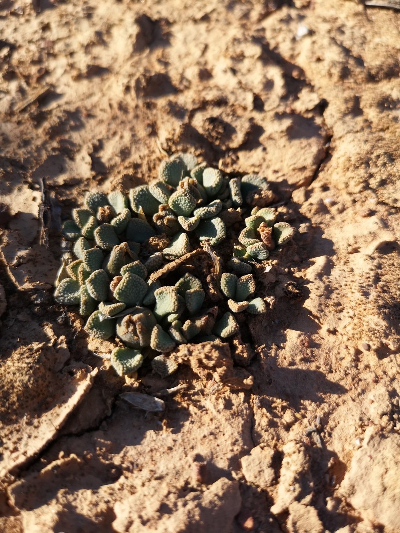 Aloinopsis acuta photo 6