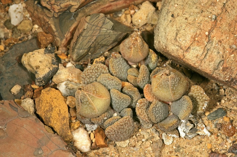 Aloinopsis loganii