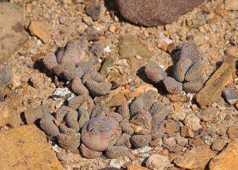 Aloinopsis loganii photo 3