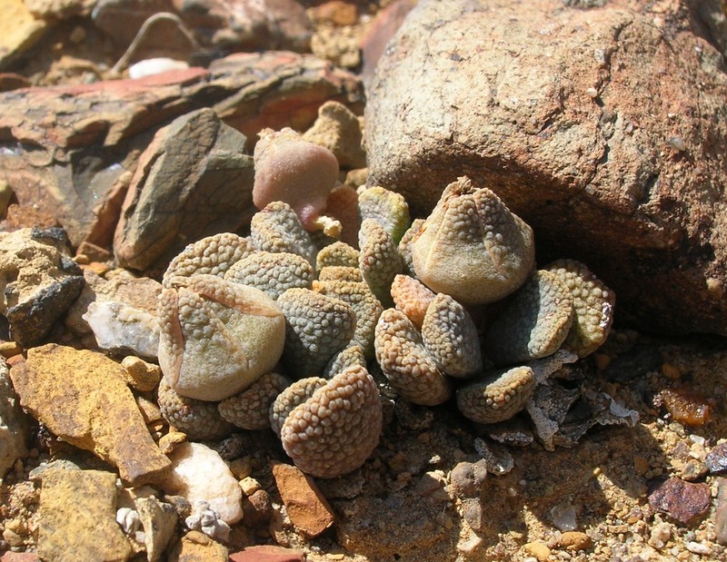 Aloinopsis loganii photo 4