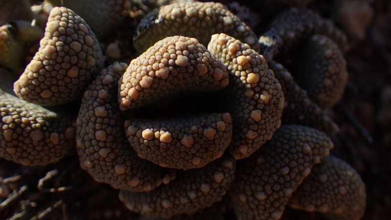 Aloinopsis luckhoffii photo 2