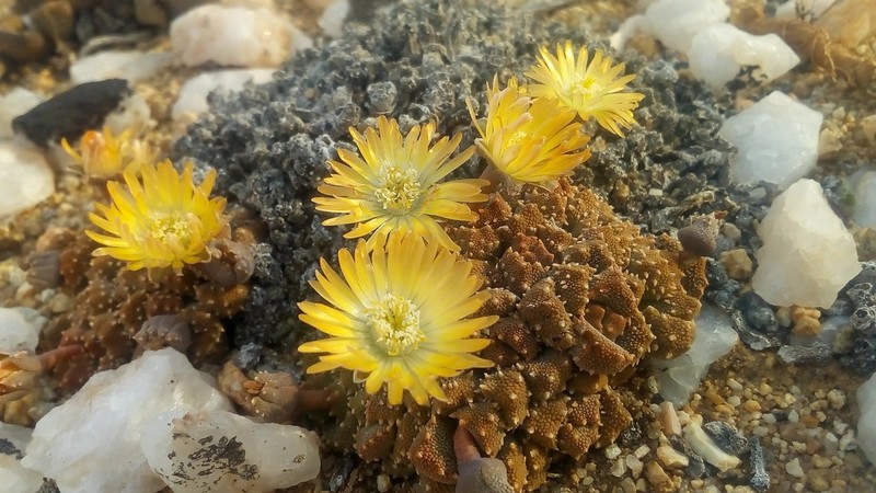 Aloinopsis luckhoffii photo 3