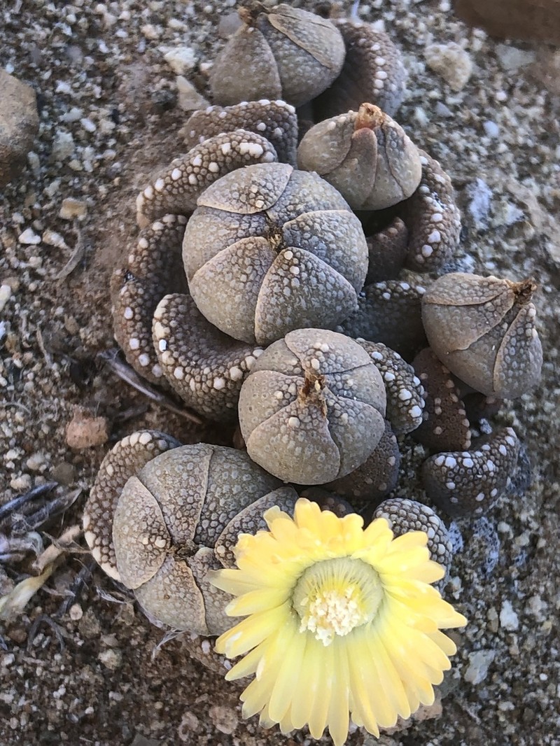Aloinopsis luckhoffii photo 4
