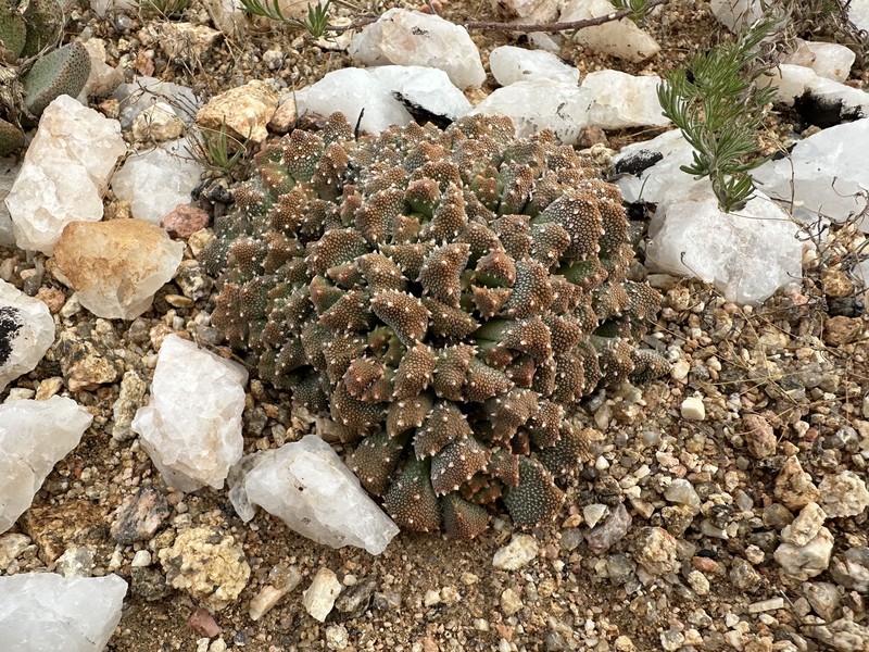 Aloinopsis luckhoffii photo 6