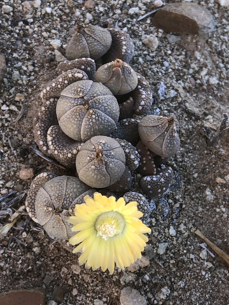 Aloinopsis luckhoffii photo 7