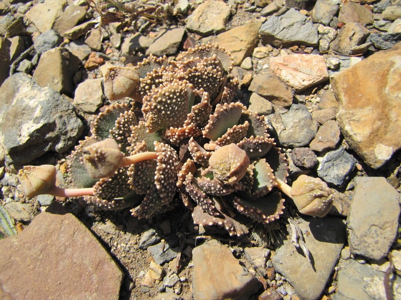 Aloinopsis malherbei photo 2