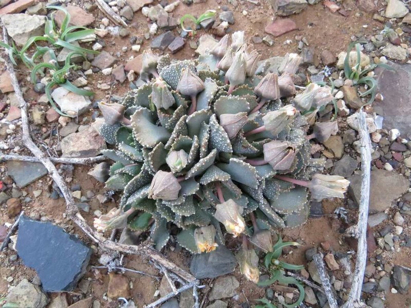Aloinopsis malherbei photo 4