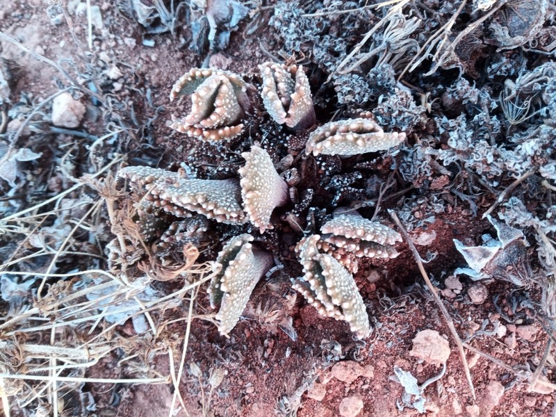 Aloinopsis malherbei photo 5