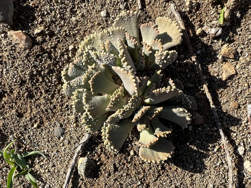 Aloinopsis malherbei photo 7