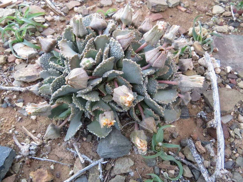 Aloinopsis malherbei photo 8