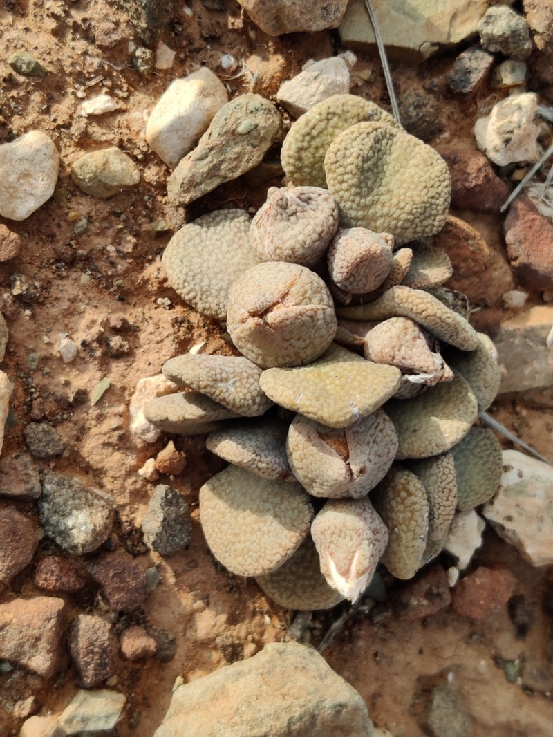 Aloinopsis rosulata photo 2