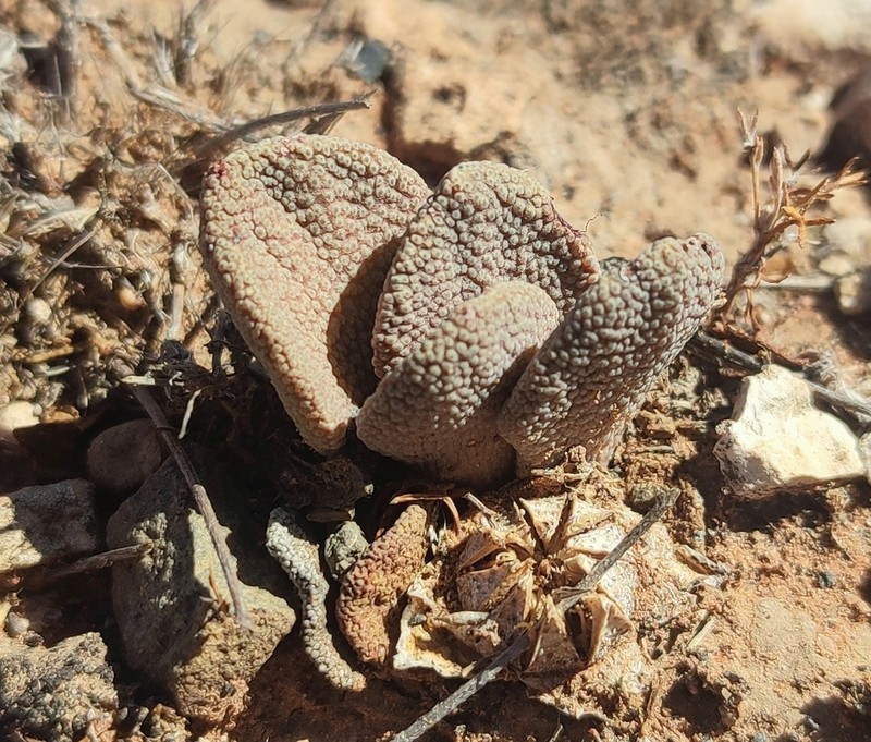 Aloinopsis rosulata photo 3