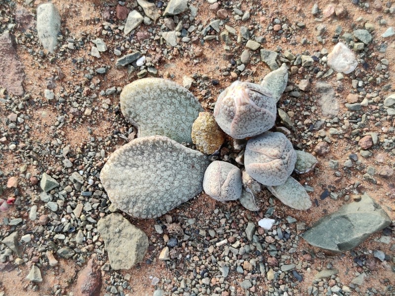 Aloinopsis rosulata photo 4