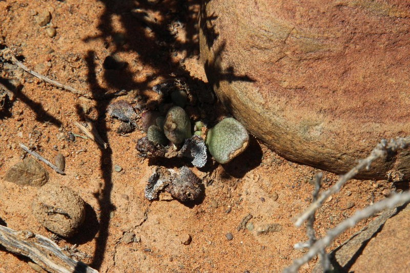 Aloinopsis rosulata photo 5