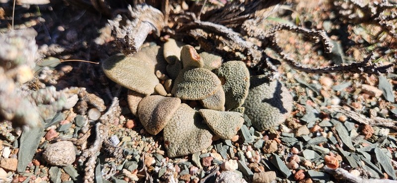 Aloinopsis rosulata photo 6
