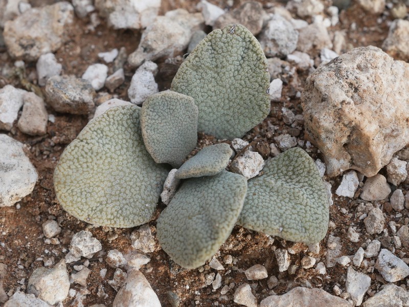Aloinopsis rosulata photo 7
