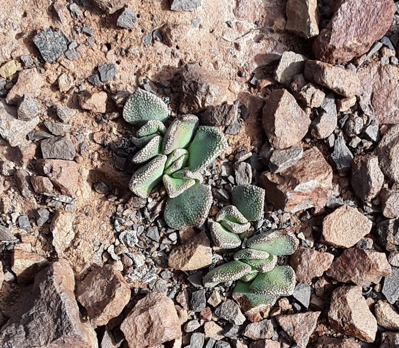 Aloinopsis rosulata photo 8