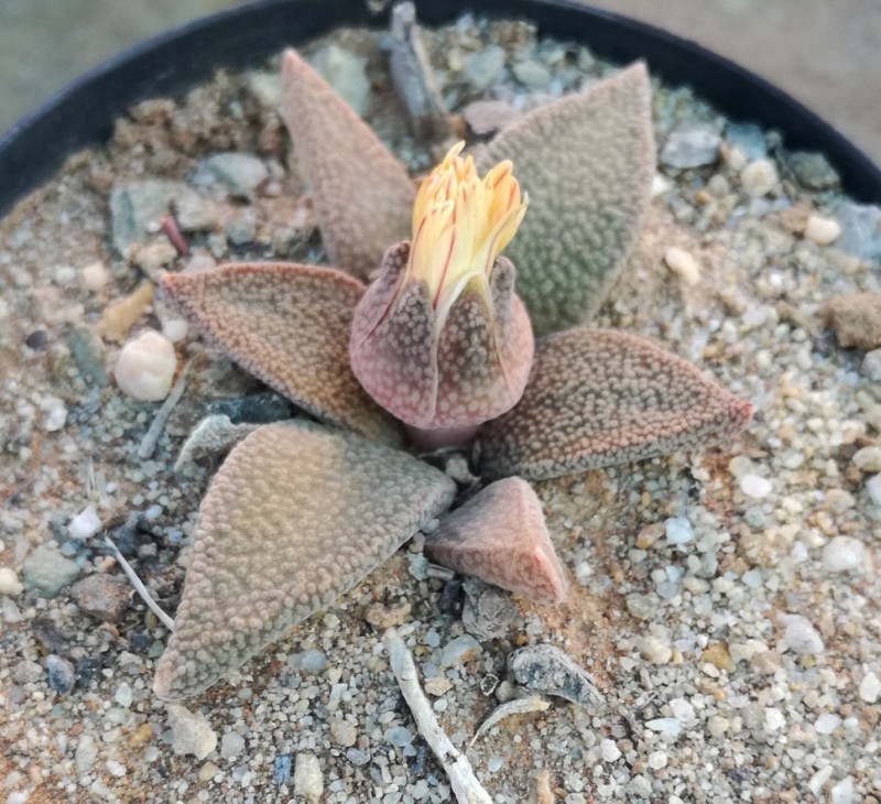 Aloinopsis rubrolineata