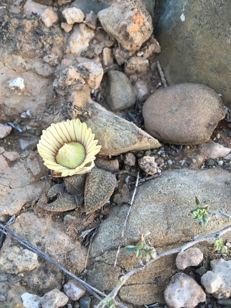 Aloinopsis rubrolineata photo 3