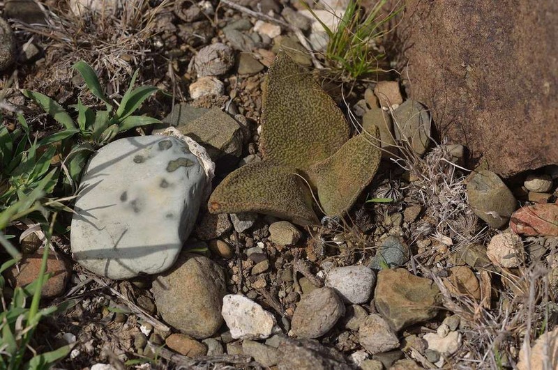 Aloinopsis rubrolineata photo 4