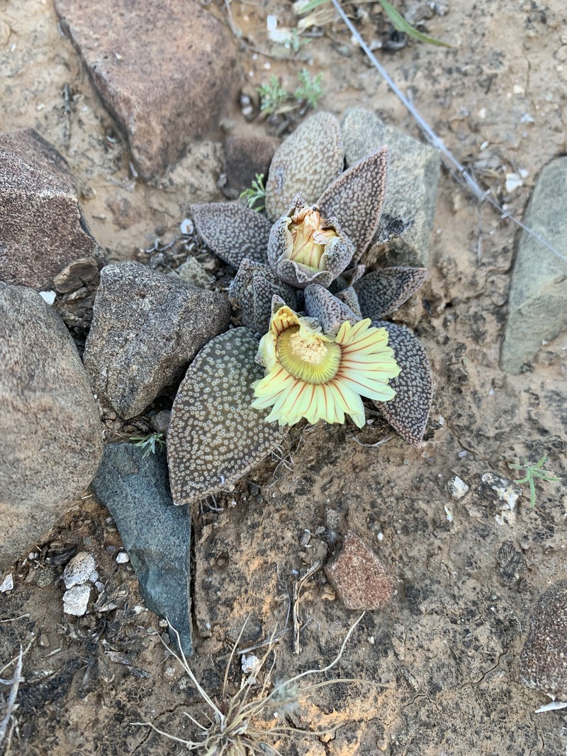 Aloinopsis rubrolineata photo 5