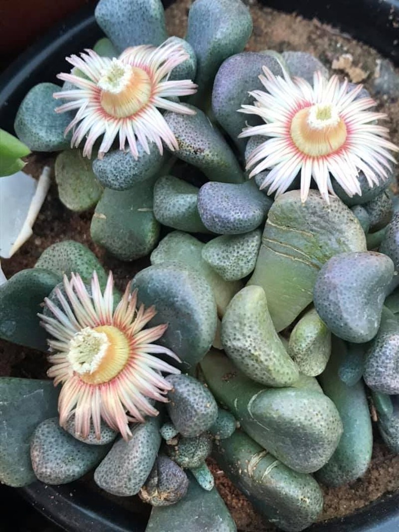 Aloinopsis schooneesii