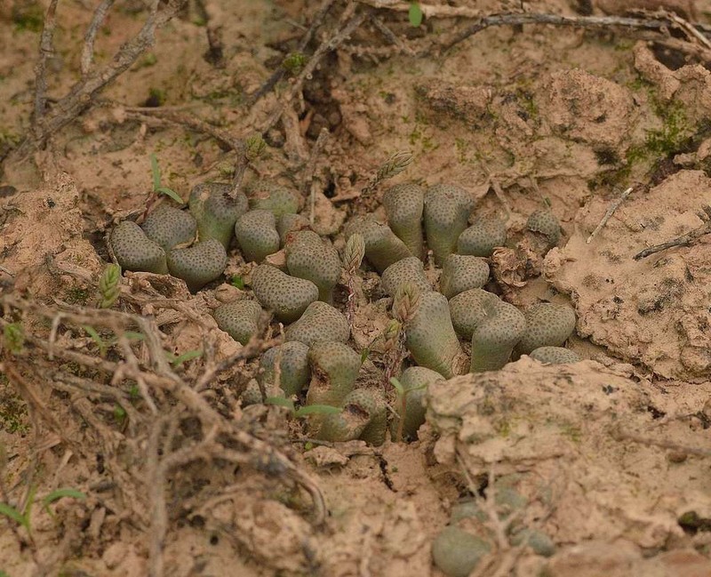 Aloinopsis schooneesii photo 2