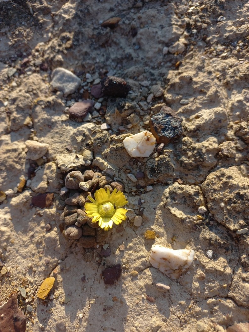 Aloinopsis schooneesii photo 3