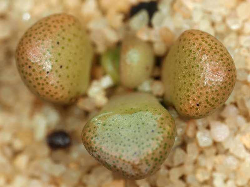 Aloinopsis schooneesii photo 5