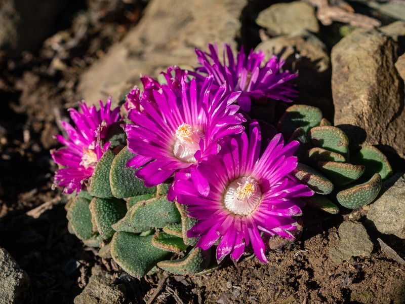 Aloinopsis spathulata photo 2