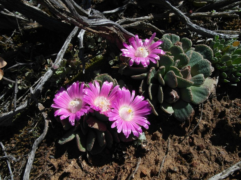 Aloinopsis spathulata photo 4