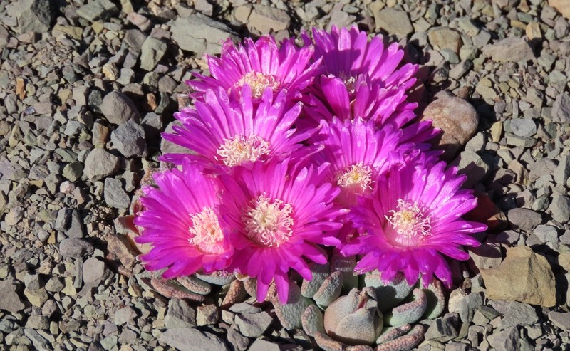 Aloinopsis spathulata photo 5