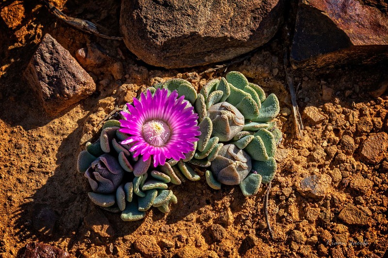 Aloinopsis spathulata photo 6