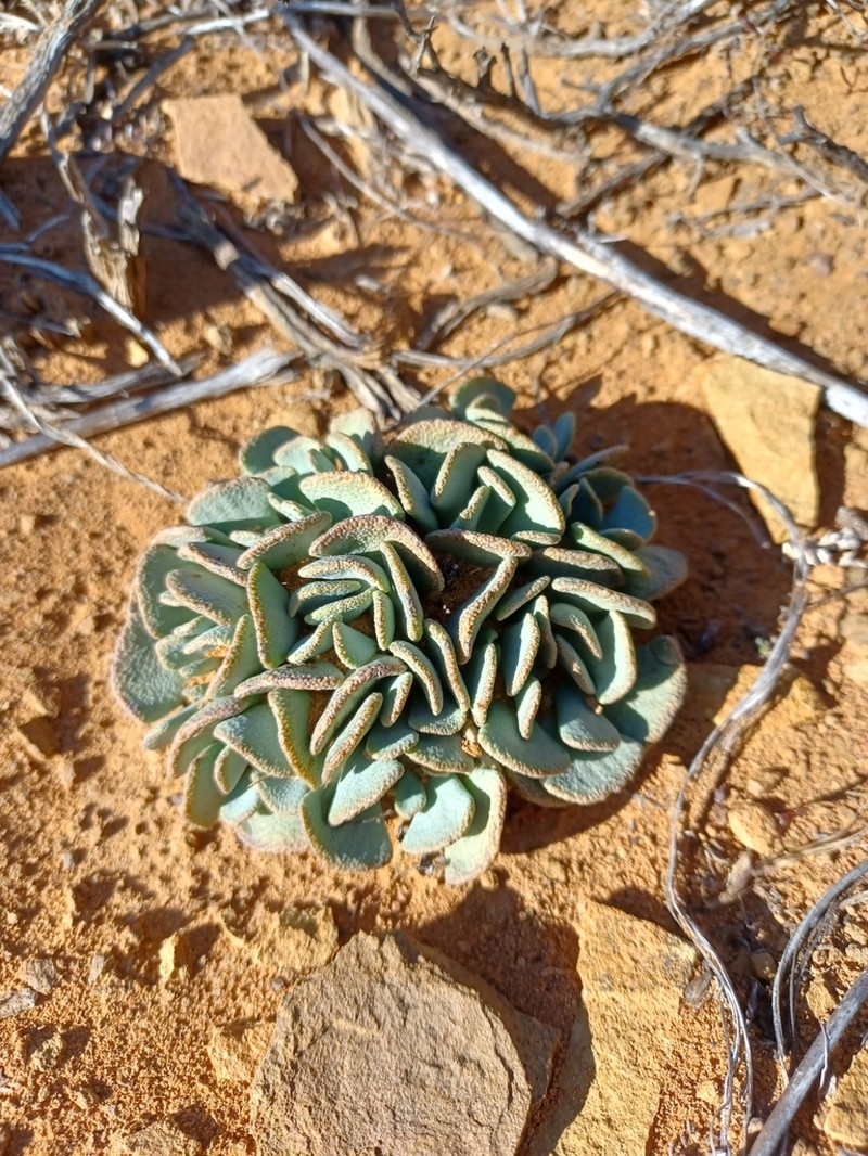 Aloinopsis spathulata photo 7