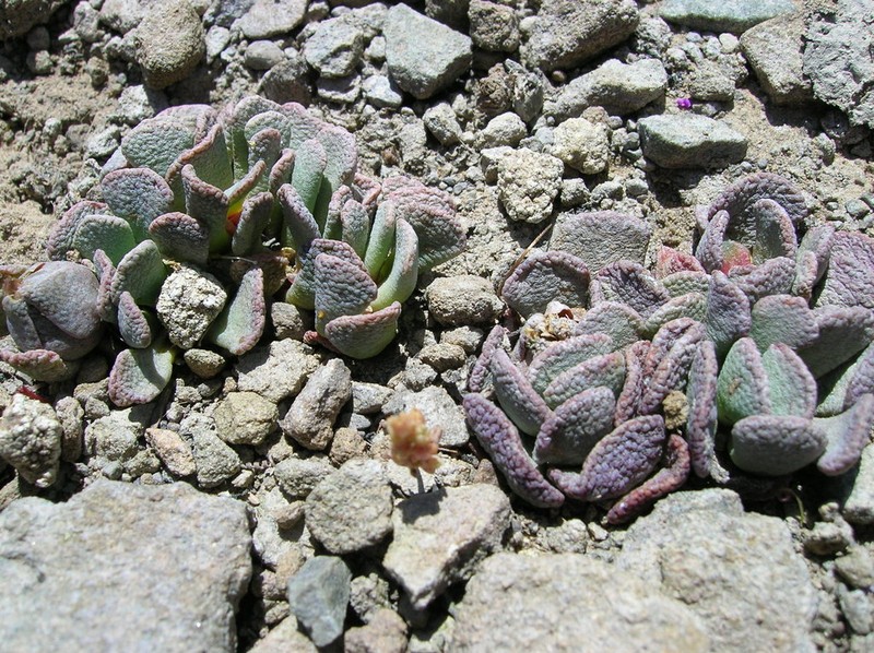 Aloinopsis spathulata photo 8