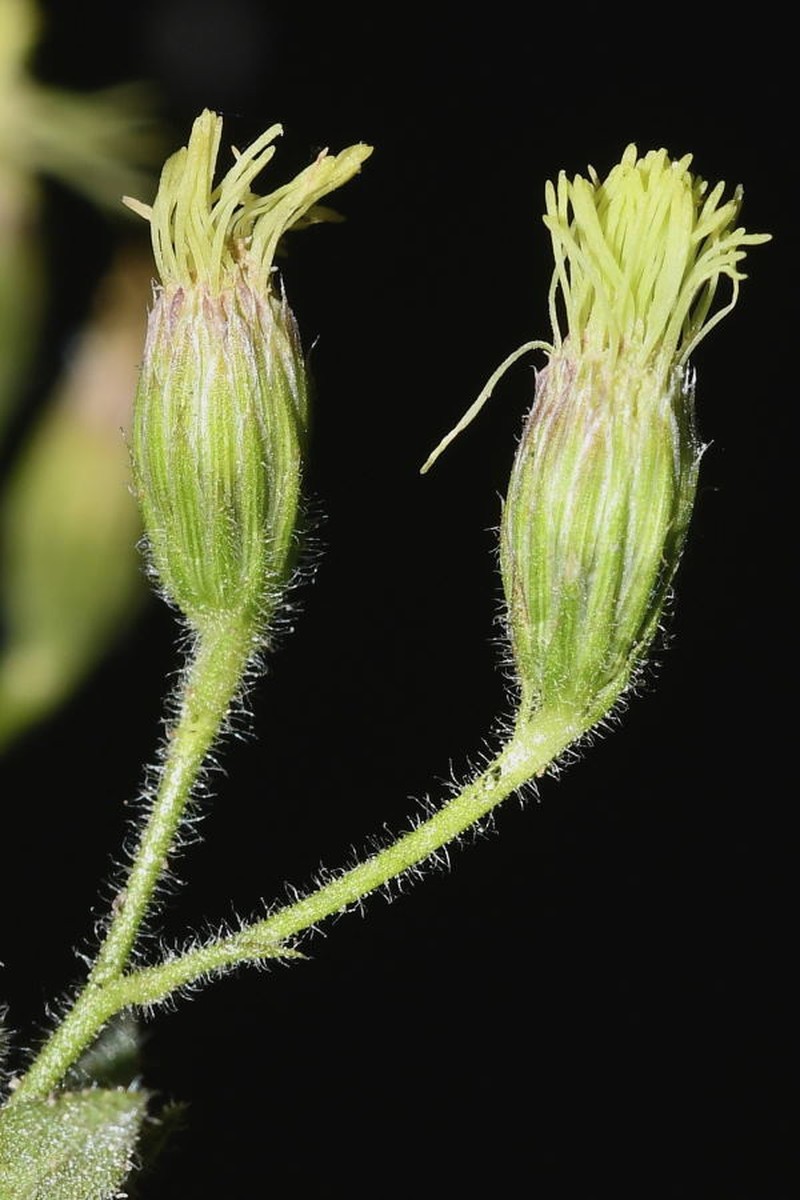 Alomia alata