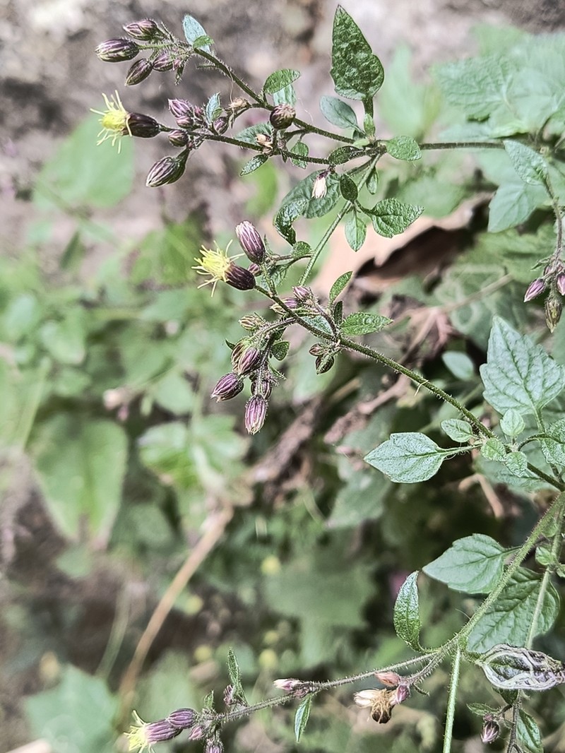 Alomia alata photo 2