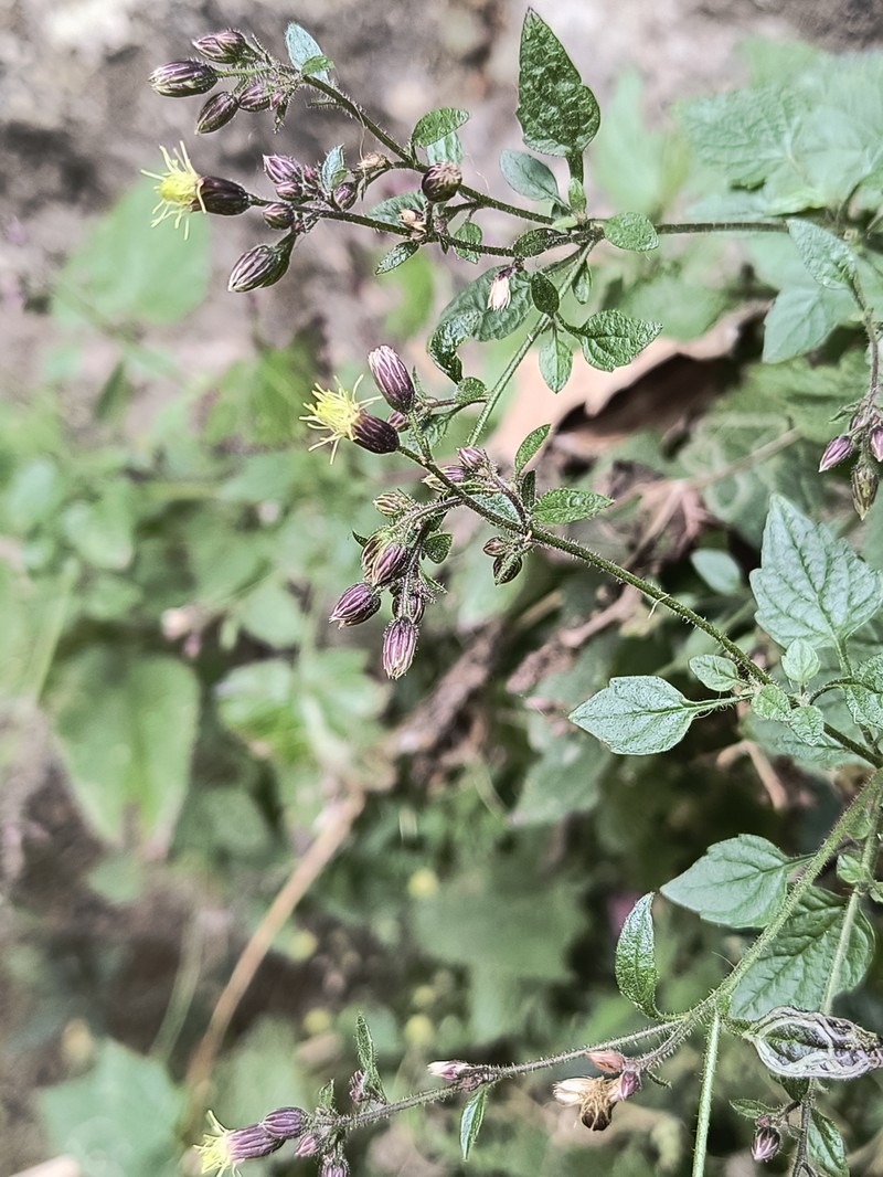 Alomia alata photo 3